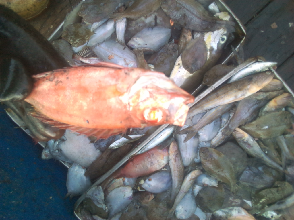 Image of fish sorted into pans awaiting freezing which may end up as Saiko. .