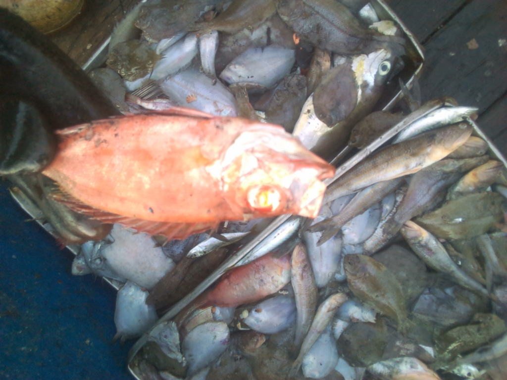 Image of fish sorted into pans awaiting freezing  which may end up as Saiko. . 