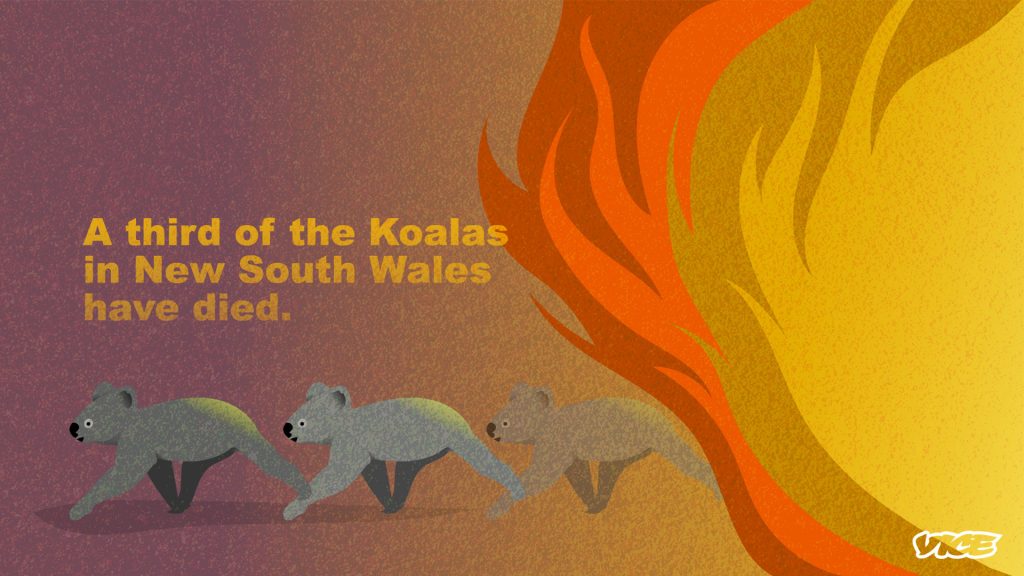 The fires have killed people and animals / Australian bushfires statistics infographic by Vice.