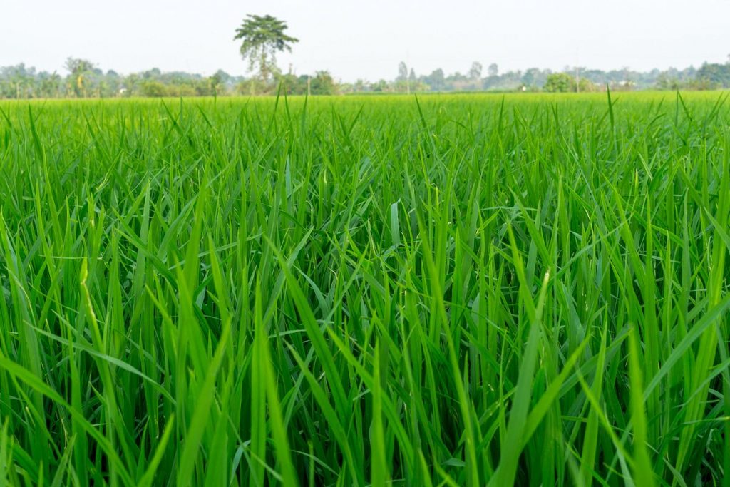 Verdant rice paddies outside Sa Dec. Photo by Michael Tatarski.