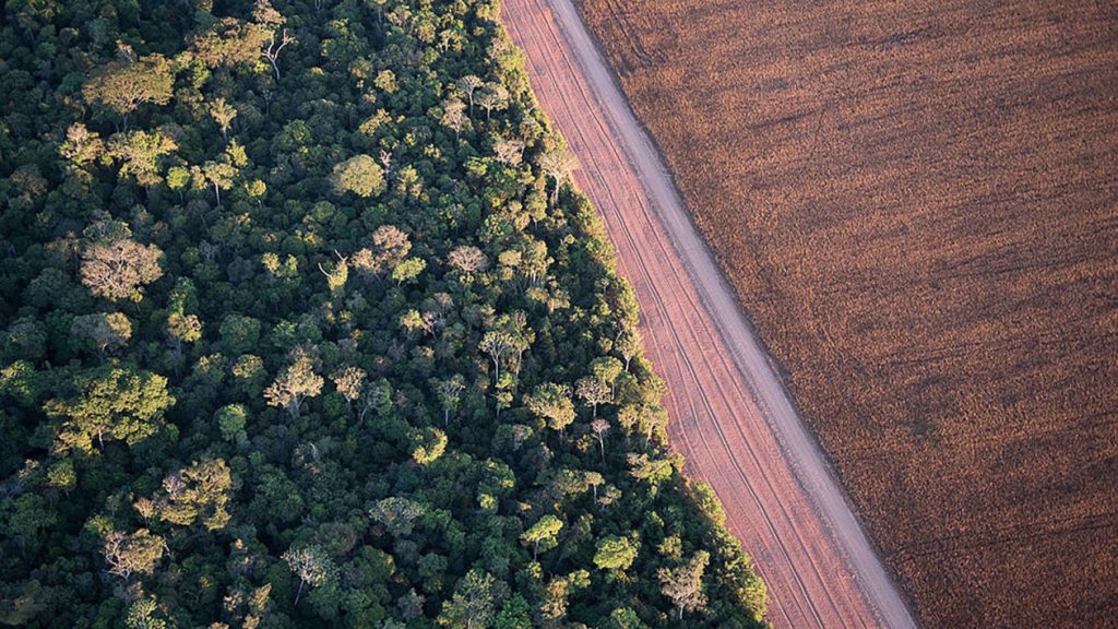 The boundary between Tanguro Farm and the Amazon rainforest in Mato Grosso, Brazil. Courtesy Of Chris Linder.