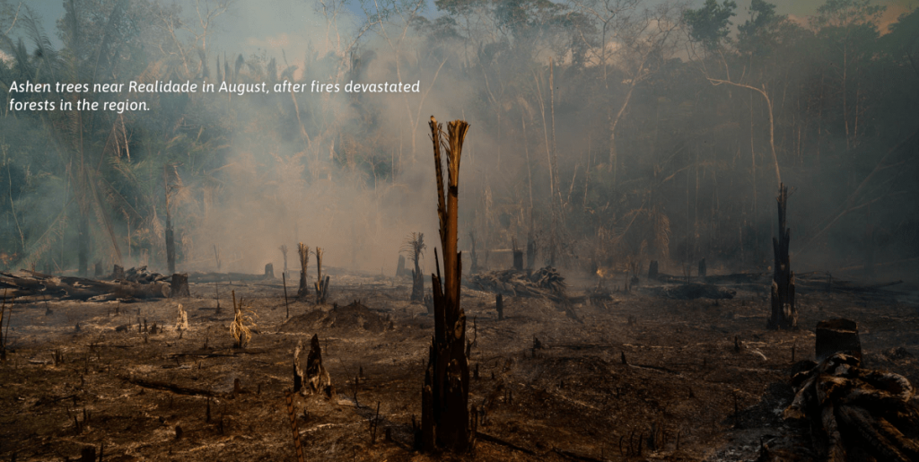 Ashen trees near Realidade in August, after fires, devastated forests in the region/ Photo by The Time.