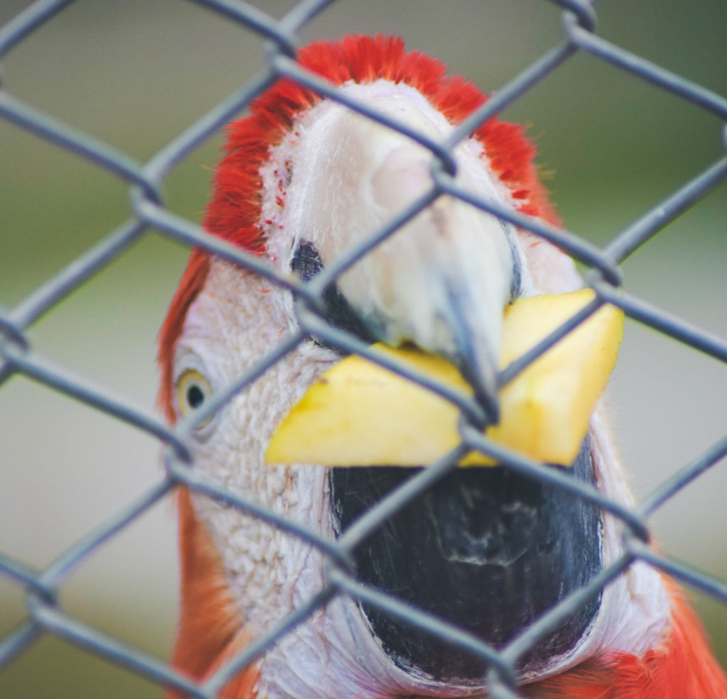 A Macaw looks through the fence of aviary