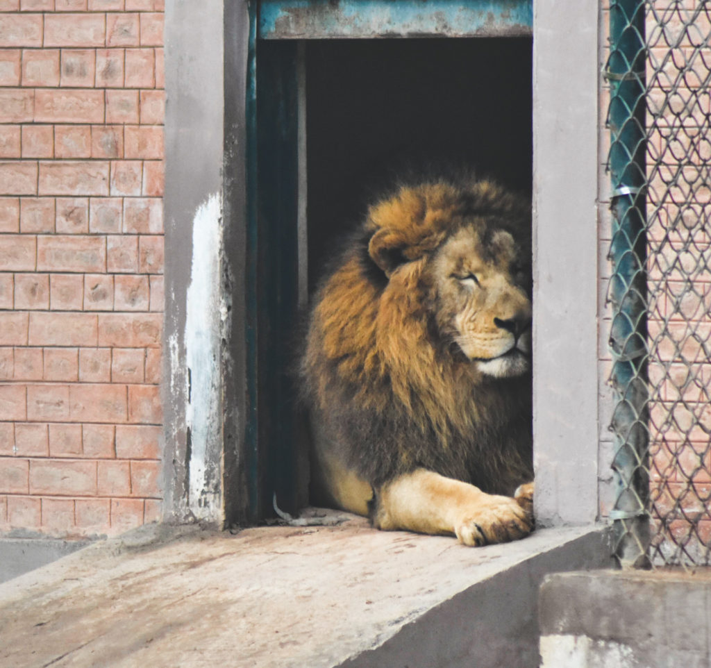 Image of a lion leaning against a cold concrete wall, a contrast from his life in the jungle