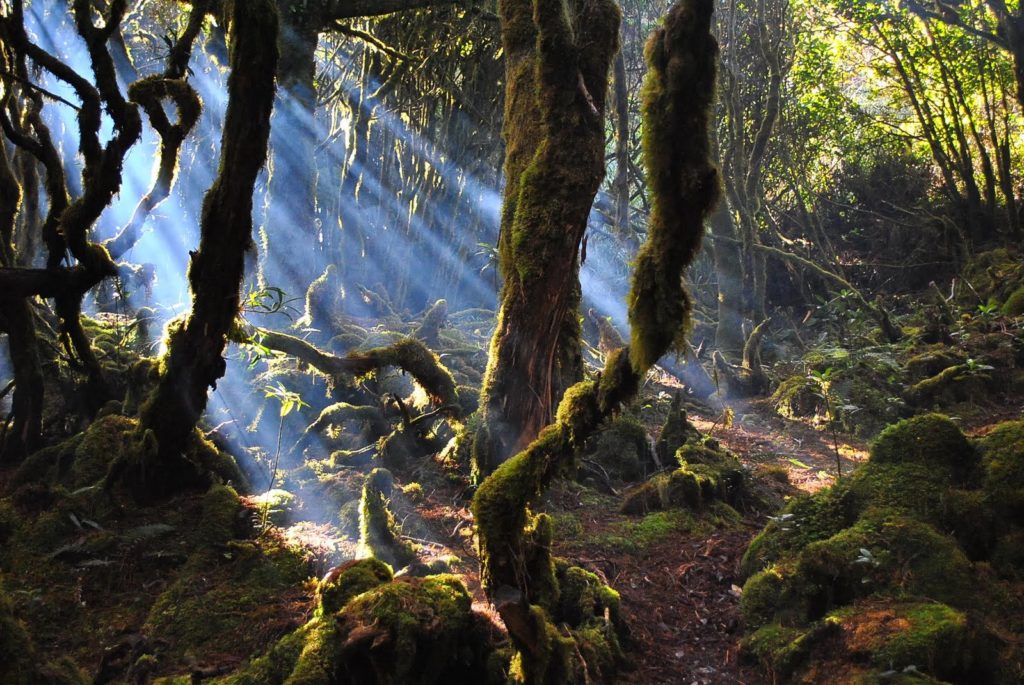 Ray of lights illuminating the forest trees.