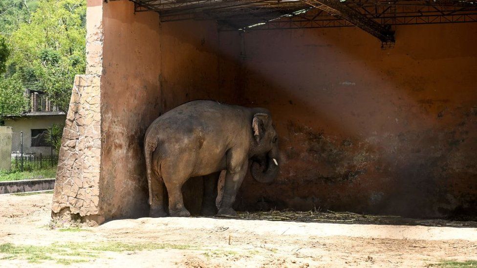 Image of Kavaan the Elephant facing a dark corner of the wall, showing signs of mental illness during his captivity in the Islamabad Zoo