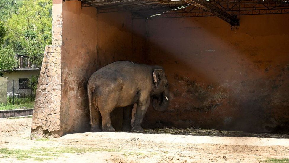 Image of Kavaan the Elephant facing a dark corner of the wall, showing signs of mental illness during his captivity in the Islamabad Zoo 