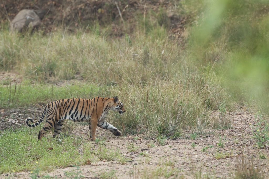 Image of the Bengal Tiger lurking around the soils of West Bengal.