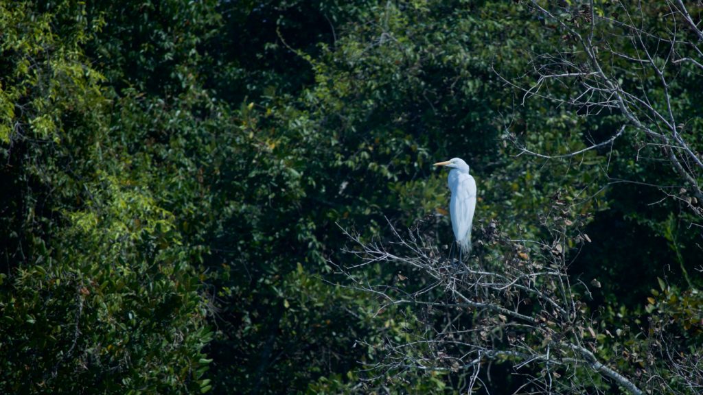 Image of the White Egret over the mangrove trees in the Sundarbans.