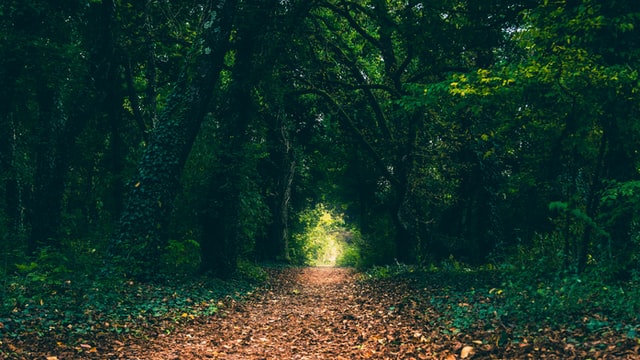 Image of narrow forest pathway with little light, surrounded by thick, tropical trees.