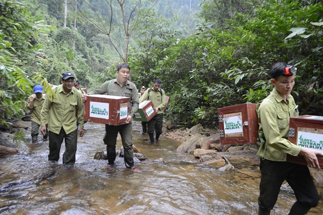 Nguyen Van Thai and other rangers on a trip to release pangolins back to the wild
