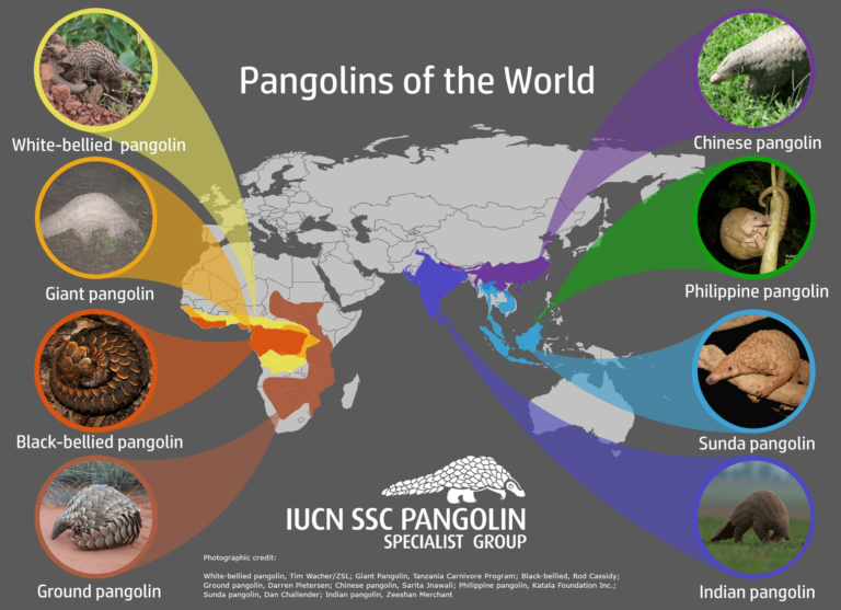 Different species of pangolins include Asian species (Chinese, Philippine, Sunda, Indian) and African species (white-bellied, black-bellied, giant, and ground)