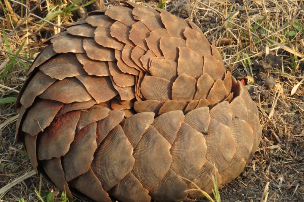 A pangolin is rolling into a ball