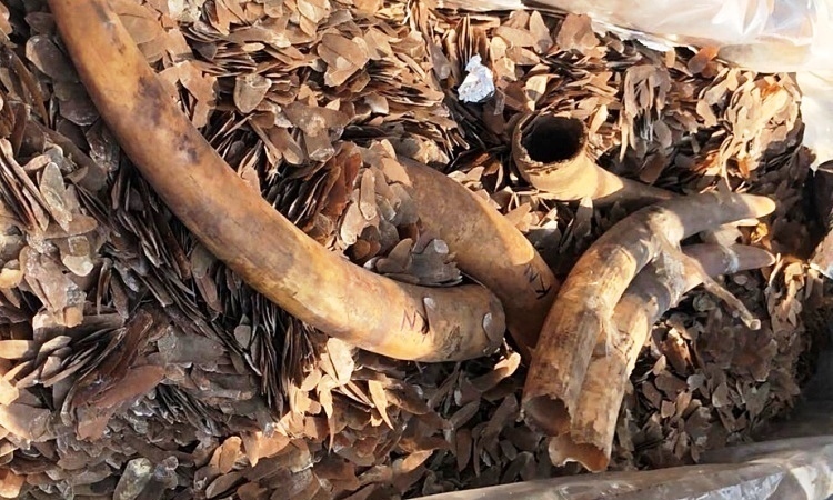 Elephant tusks and pangolin scales