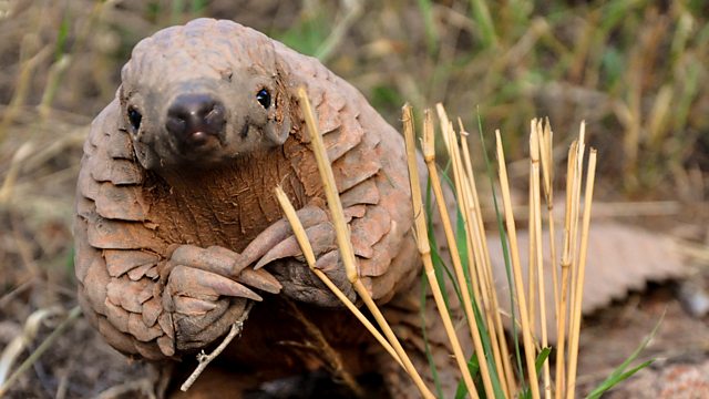 A pangolin standing and staring at the camera