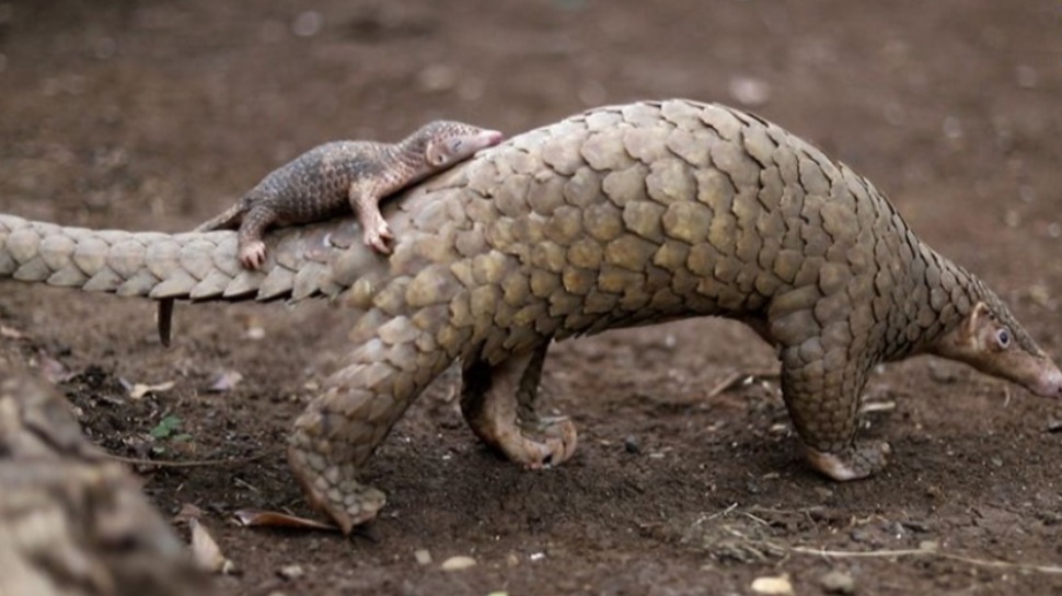 A baby pangolin riding on its mother's tail