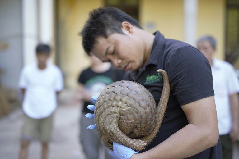 Nguyen Van Thai handling a pangolin