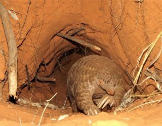 A pangolin in a deep burrow