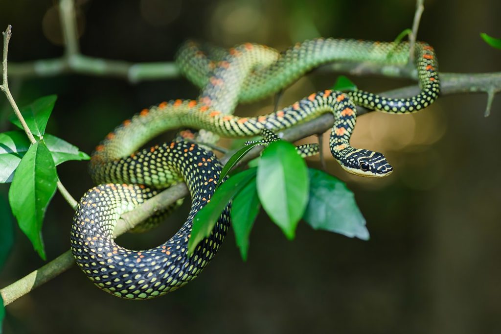 A photo of a paradise flying snake