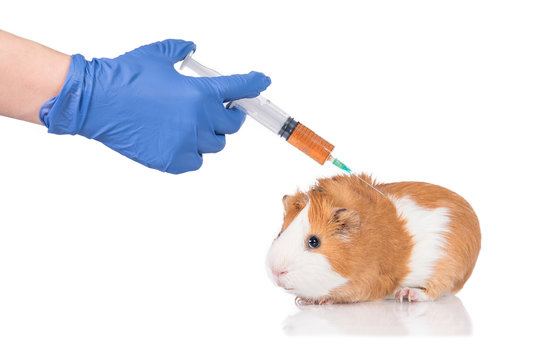 A Voice for the Voiceless: Banning Animal Testing in the Cosmetics Industry A Voice for the Voiceless: Banning Animal Testing in the Cosmetics Industry