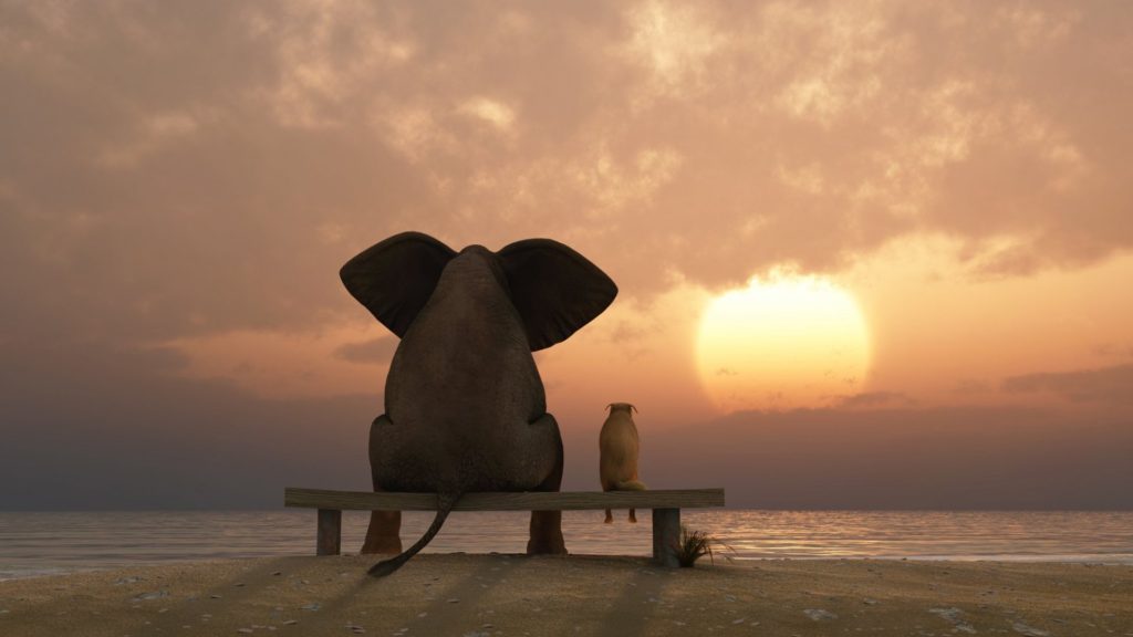 An elephant and a dog sitting on a bench and staring at the sun