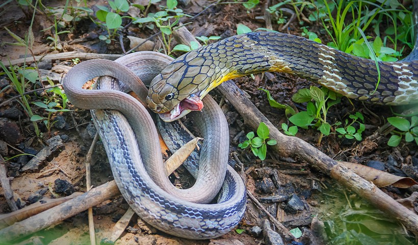 A photo of a king cobra eating another snake