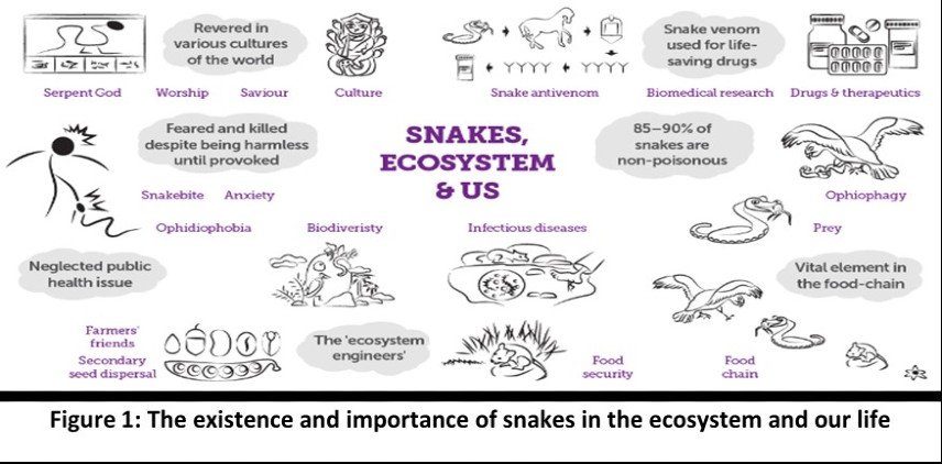A chart depicting the crucial role of snakes in the ecosystem