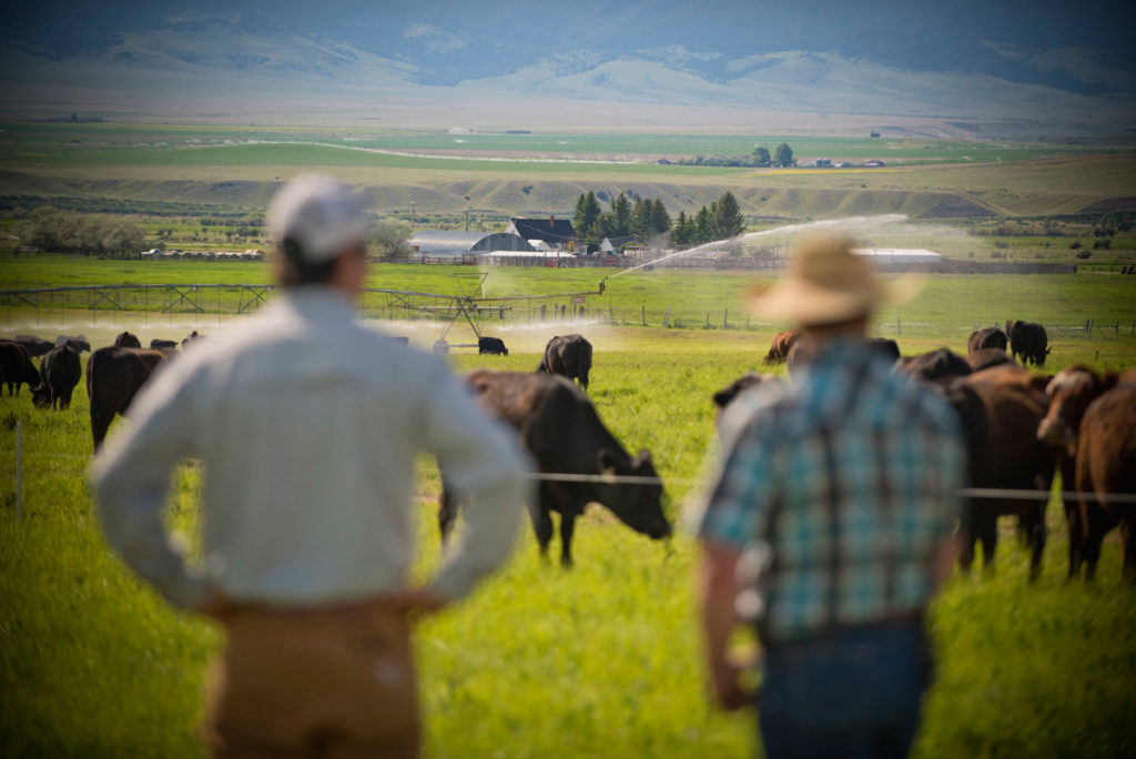 Farmers looking at their animal agriculture, credits to creator: USDA/NRCS